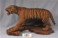 藏品(老虎)的圖片